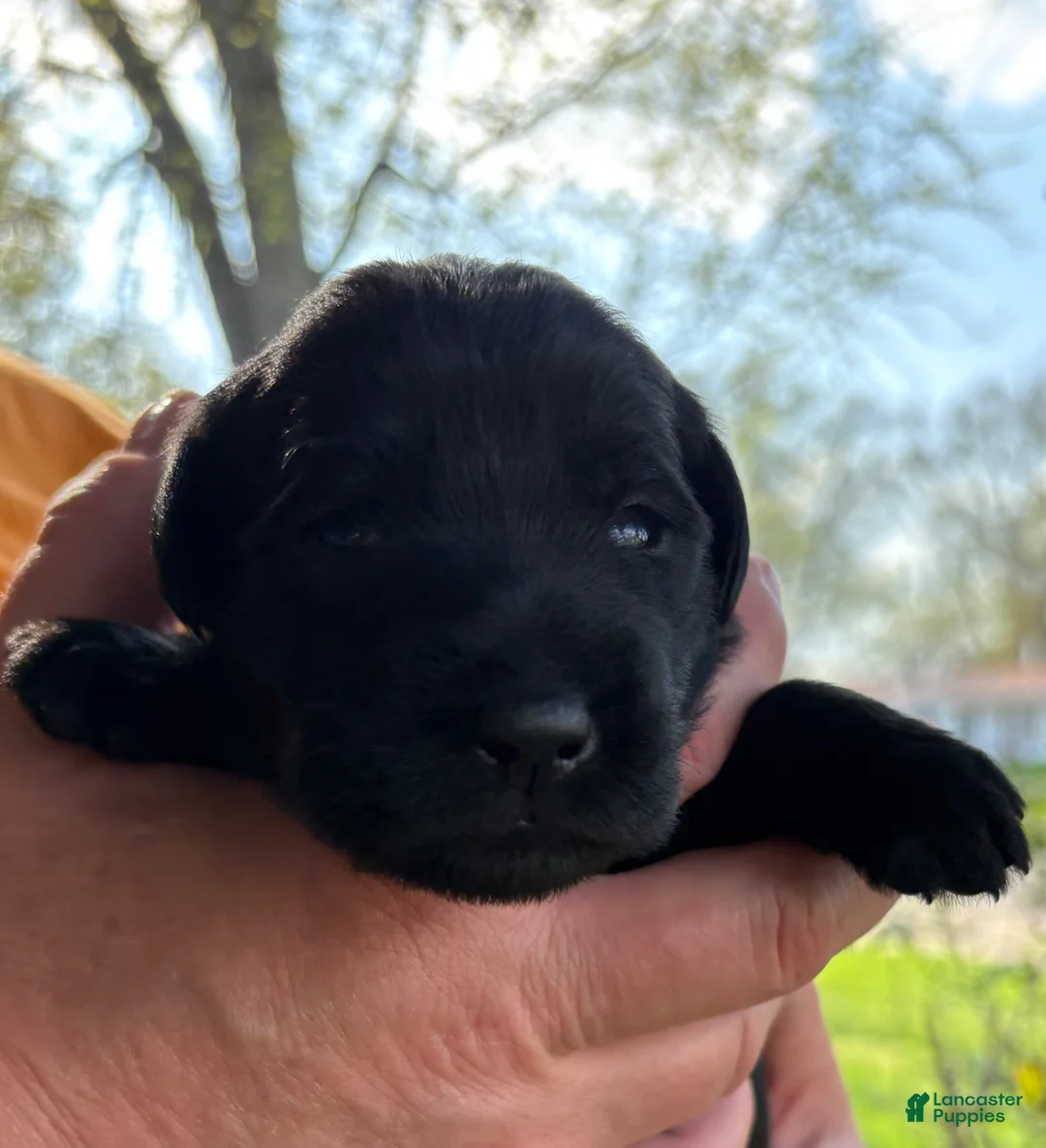 Mixed Breed dogs for sale: Golden Labradoodle Puppy 3 - Ad 2