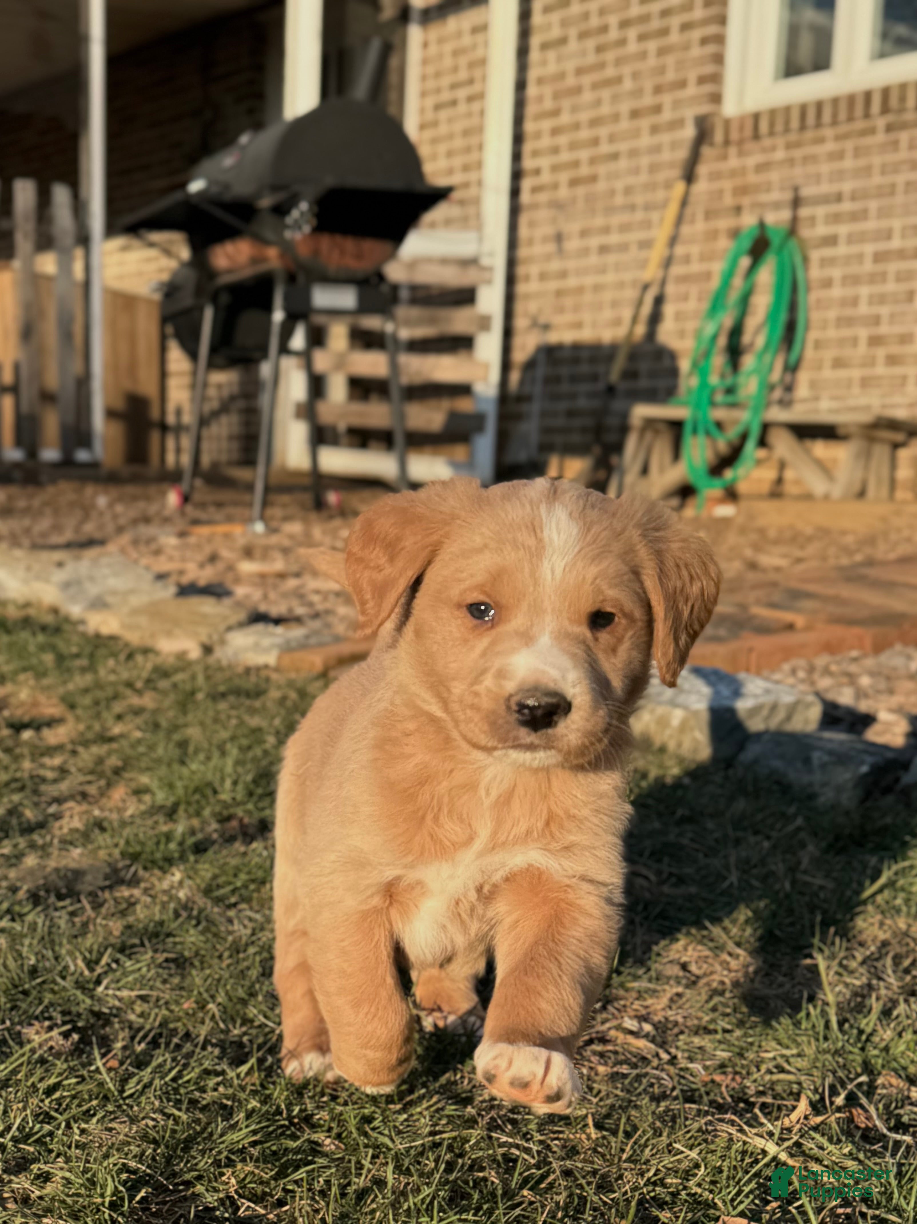 Mixed Breed dogs Simba - Ad 35