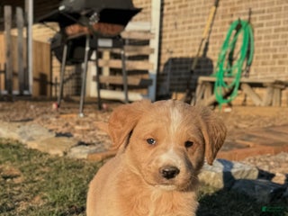 Mixed Breed dogs Simba - Ad 32