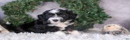 Mini Aussiedoodle dogs for sale: Payday - Ad 8