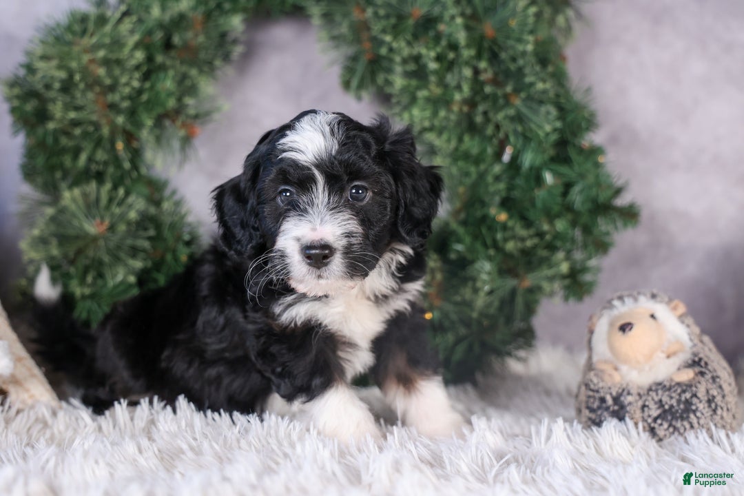 Mini Aussiedoodle dogs for sale: Payday - Ad 8