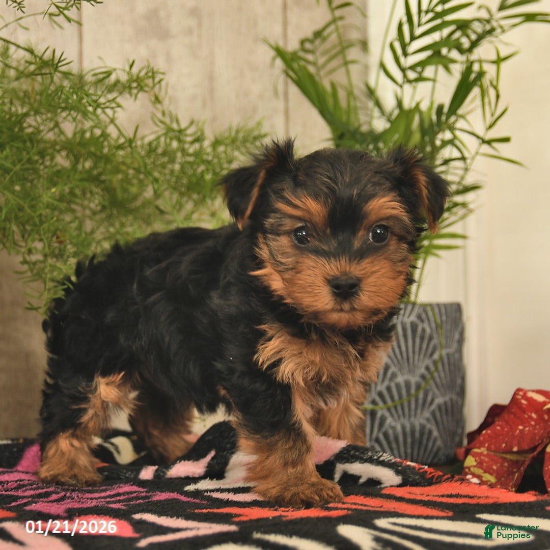 Yorkshire Terrier dogs for sale: Rusty  - Ad 5