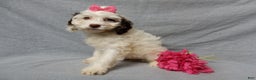Cockapoo dogs for sale: Angel - Ad 4