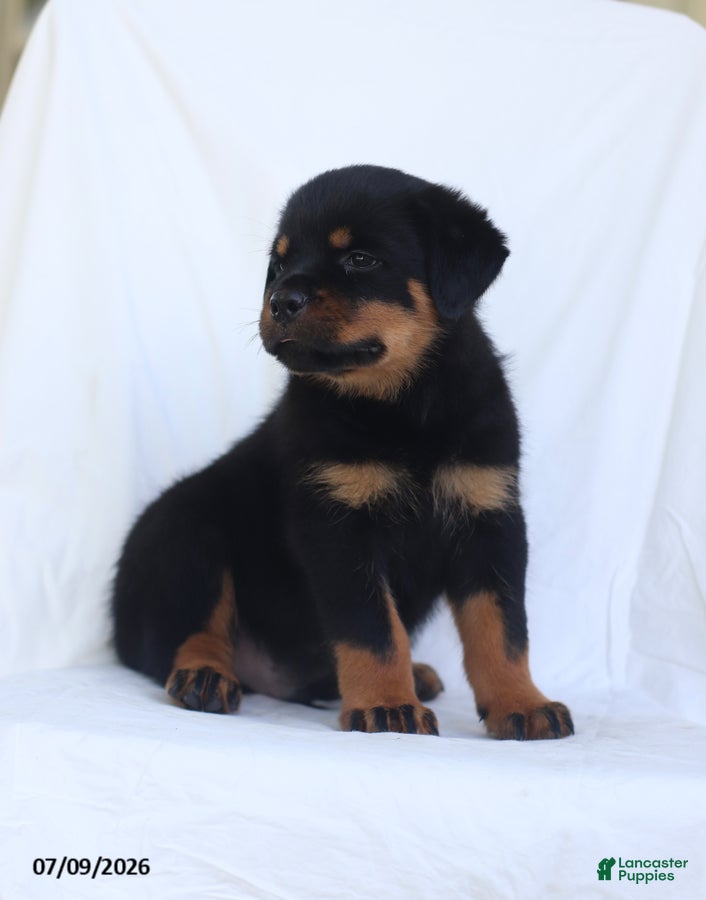 Rottweiler dogs Balto - Ad 2