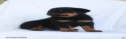 Rottweiler dogs for sale: Balto - Ad 2