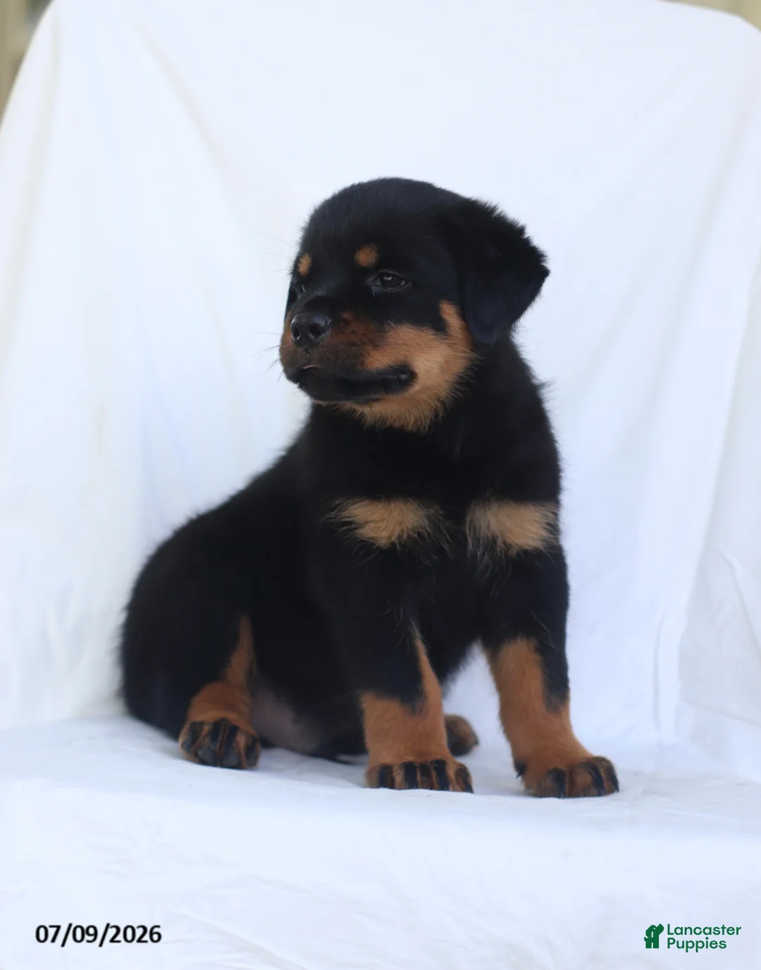 Rottweiler dogs for sale: Balto - Ad 2