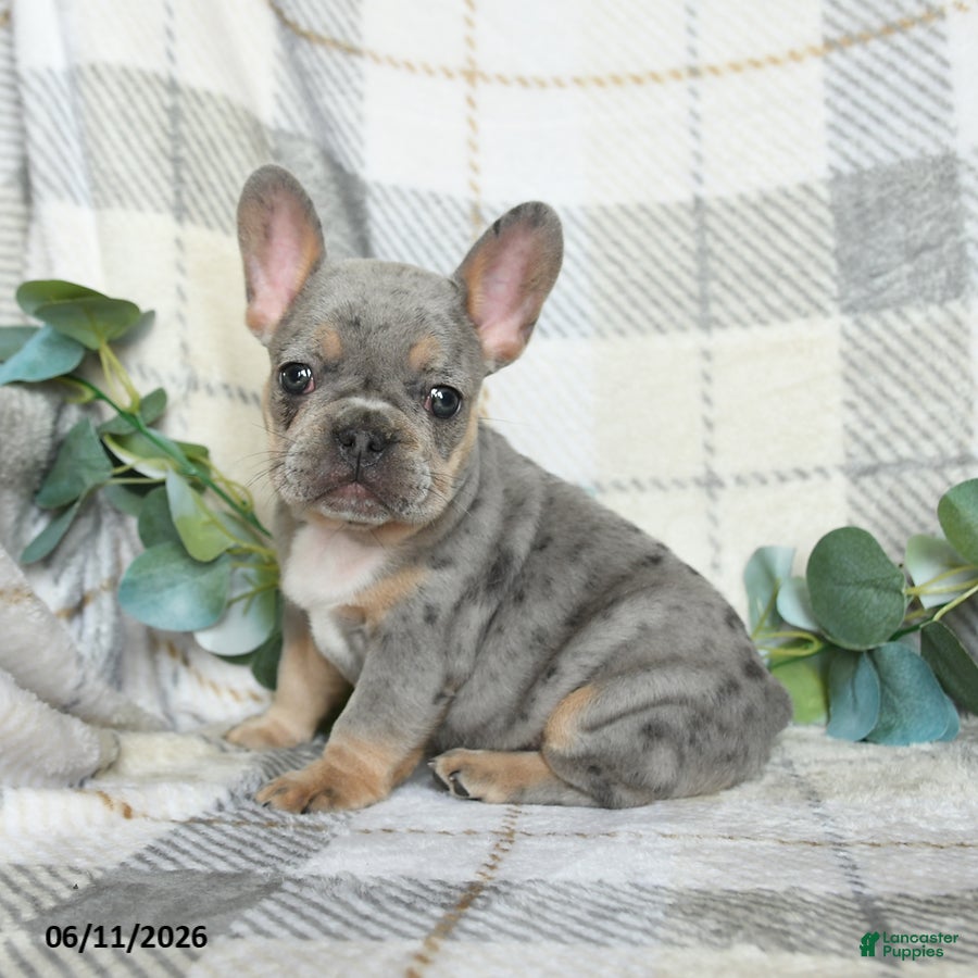 French Bulldog dogs Gracie - Ad 1