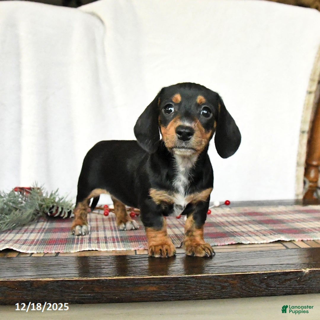 Miniature Dachshund dogs for sale: Lilac - Ad 2