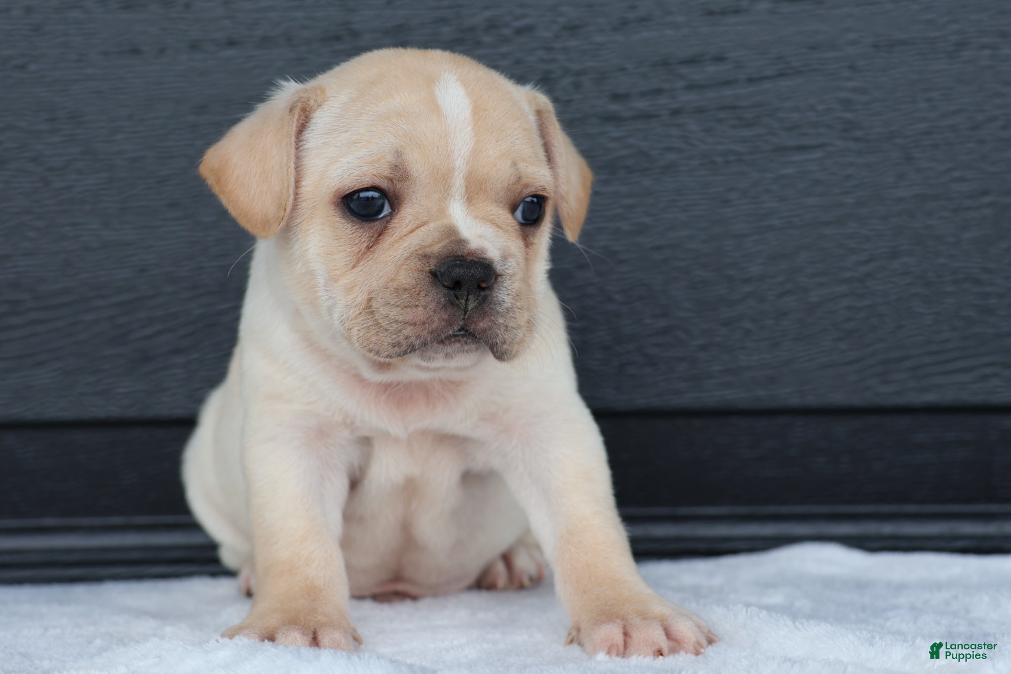 French Bulldog dogs Ralph - Ad 2