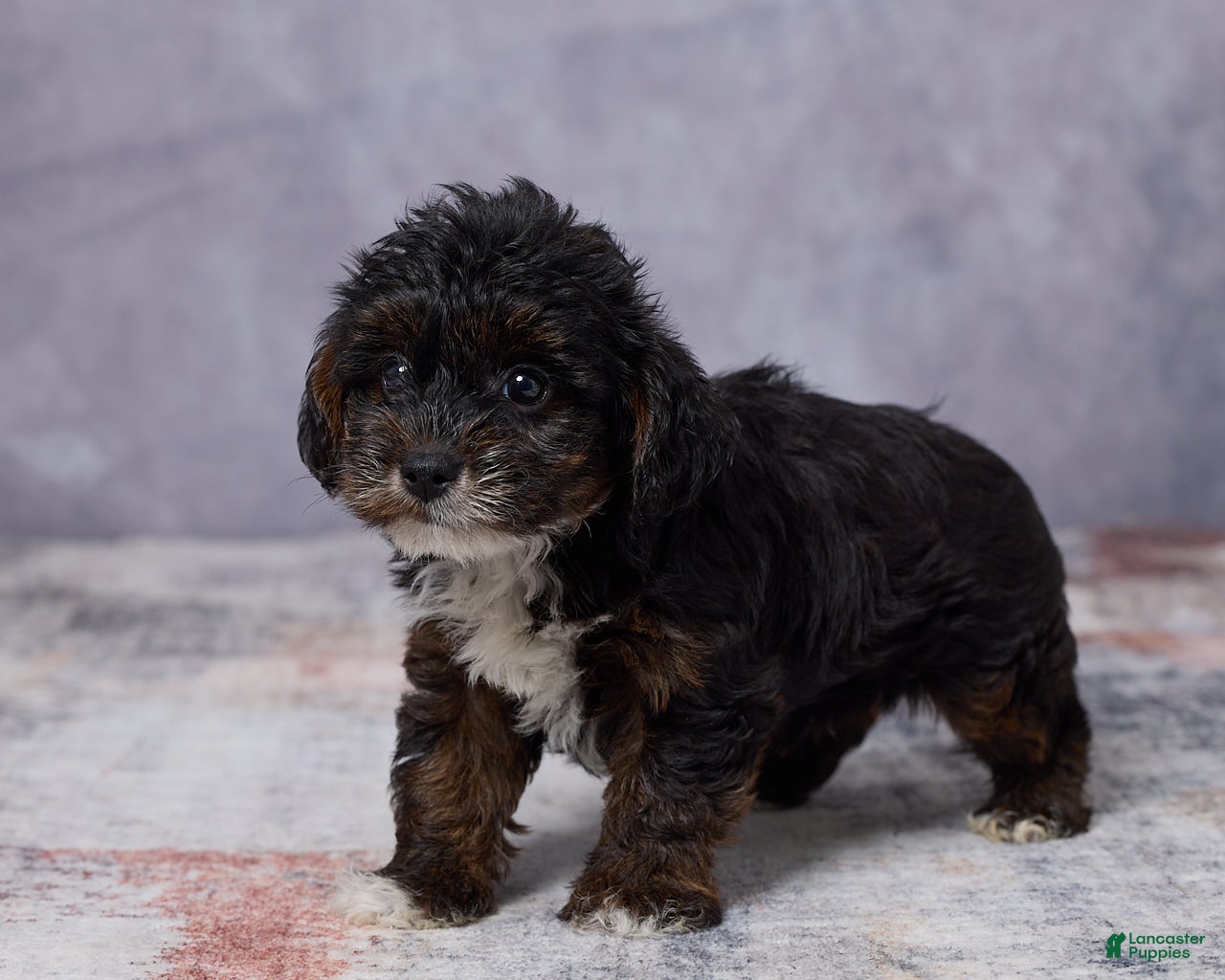 Yorkiepoo dogs Milo - Ad 2