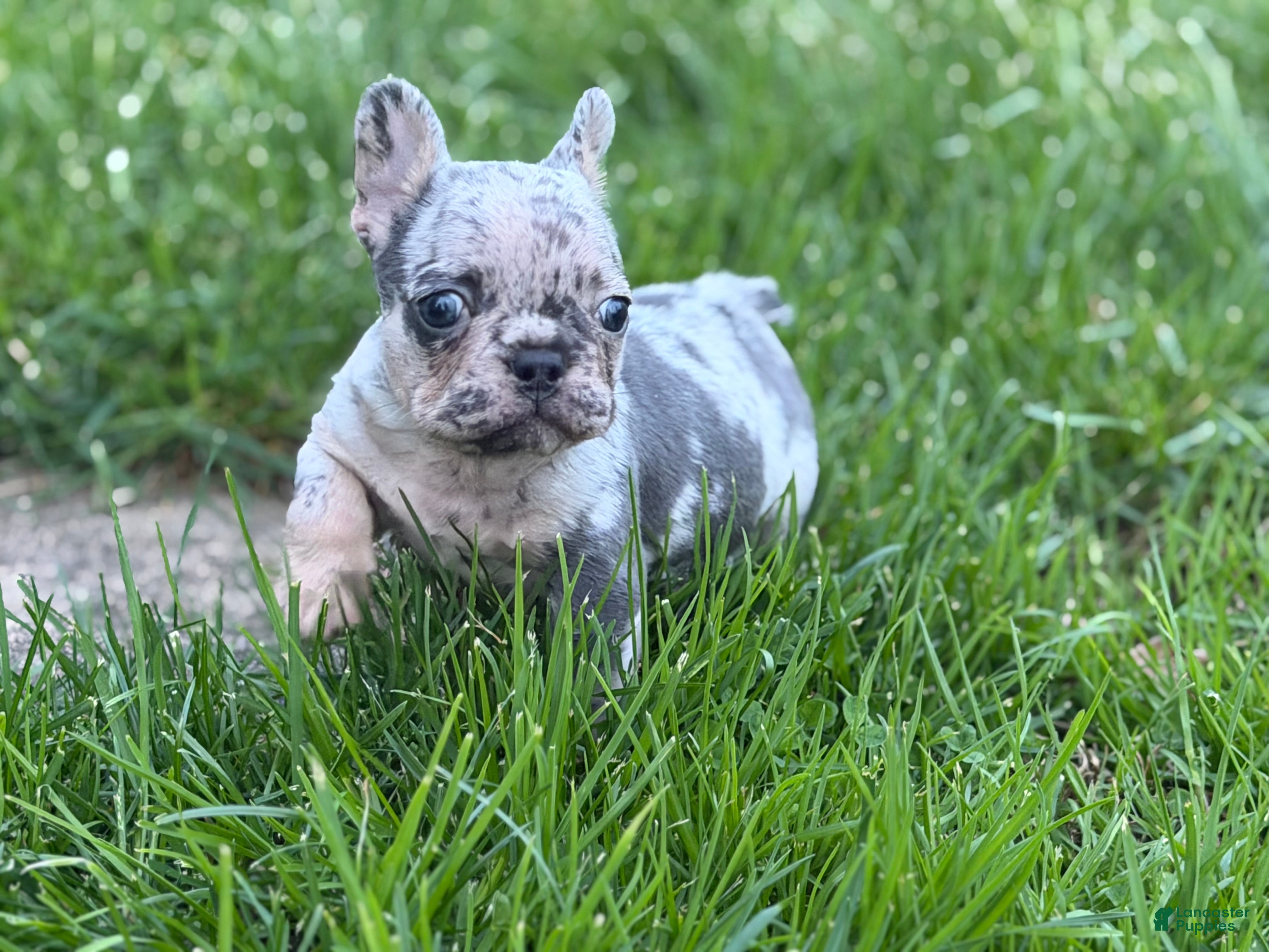 Mixed Breed dogs Zeus Merle and tan 88/12 ICA- DNA parents imported bloodline possible fluffy carrier  - Ad 1
