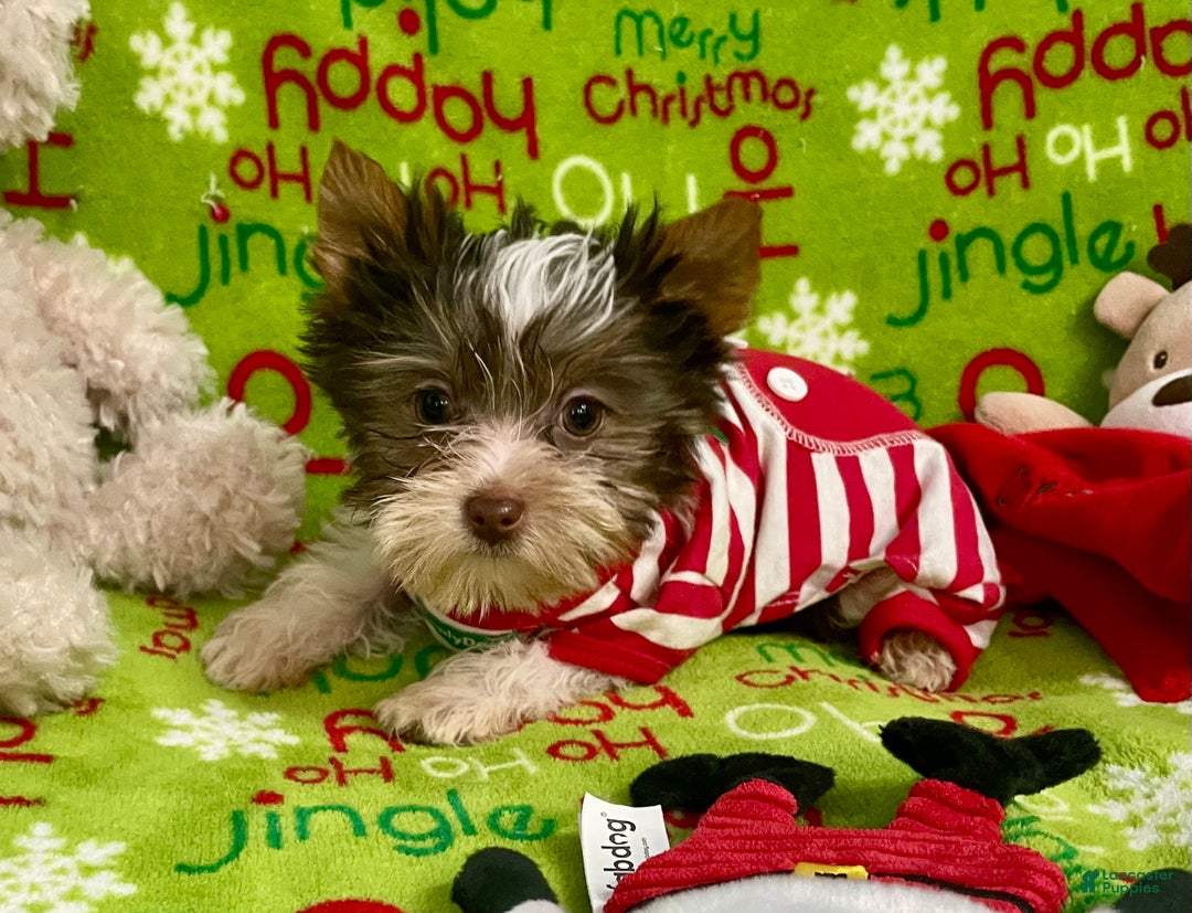 Yorkshire Terrier dogs for sale: Choc Merle Tommy  - Ad 19