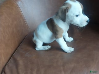 Jack Russell Terrier dogs - Ad 42