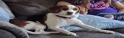 Beagle dogs for sale: Jackson - Ad 7