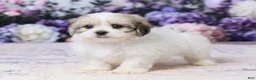 Teddy Bear dogs for sale: Joey - Ad 5