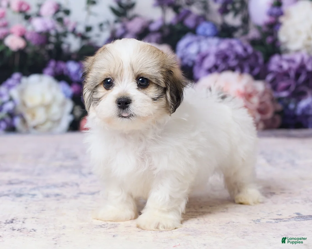 Teddy Bear dogs for sale: Joey - Ad 5