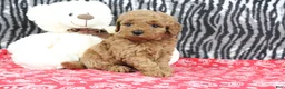 Mini Goldendoodle dogs for sale: Bouncer - Ad 3