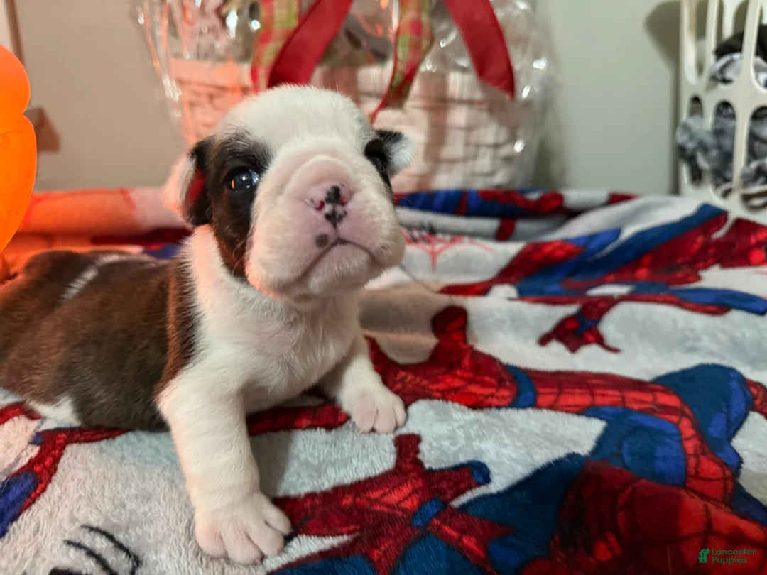 English Bulldog dogs for sale: English Bulldog Puppy 3 - Ad 5