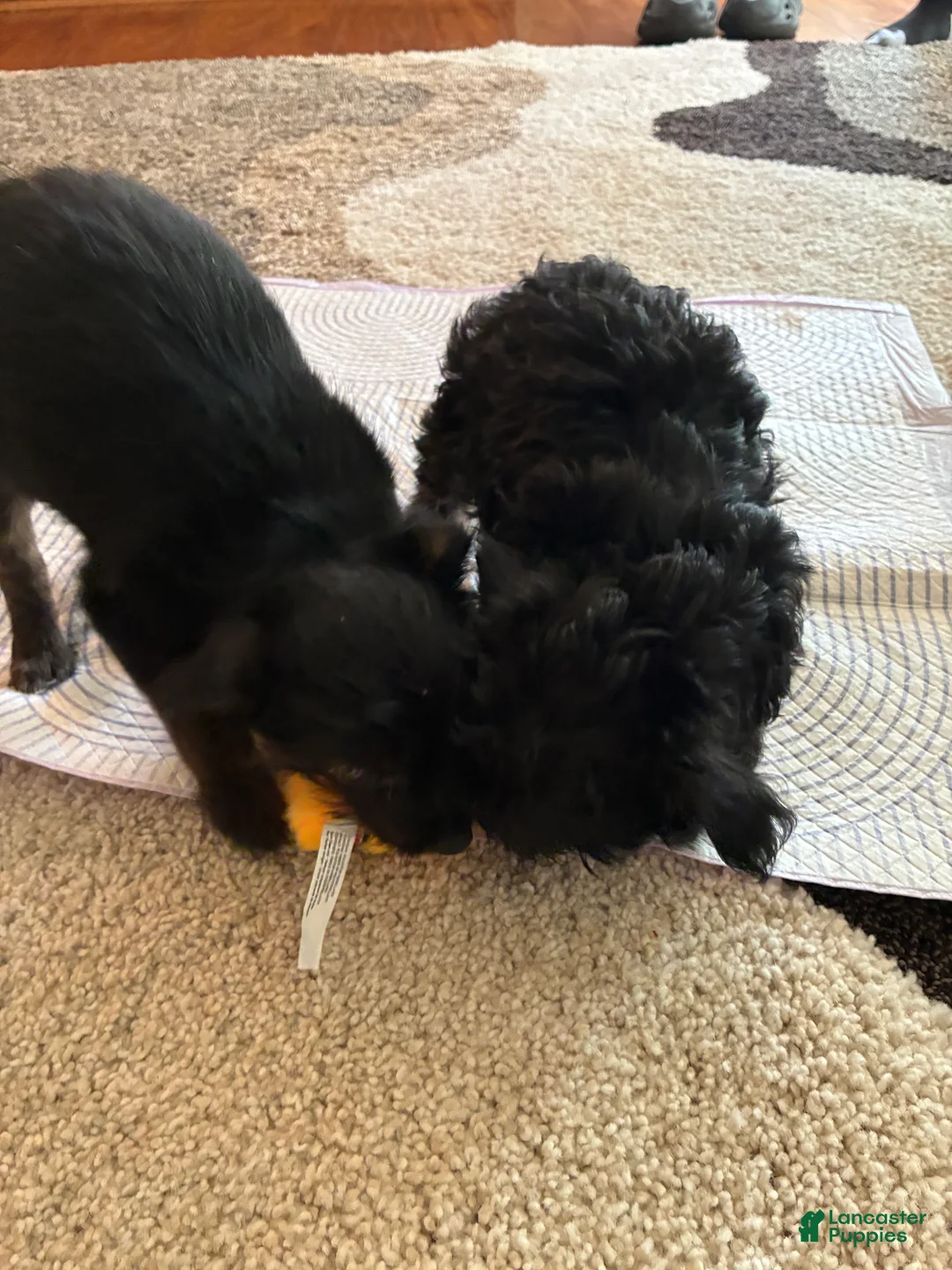 Mixed Breed dogs for sale: Mixed Breed Puppy 4 - Ad 9