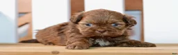 Shih Tzu dogs for sale: Betty - Ad 1