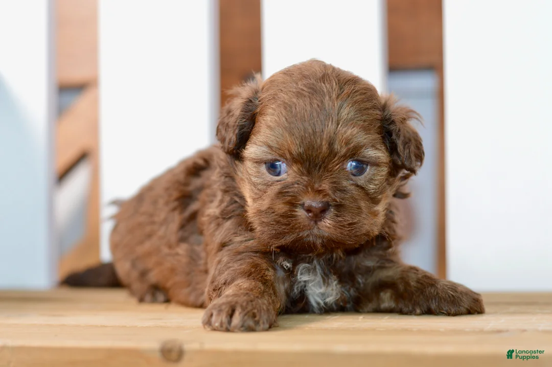 Shih Tzu dogs for sale: Betty - Ad 1