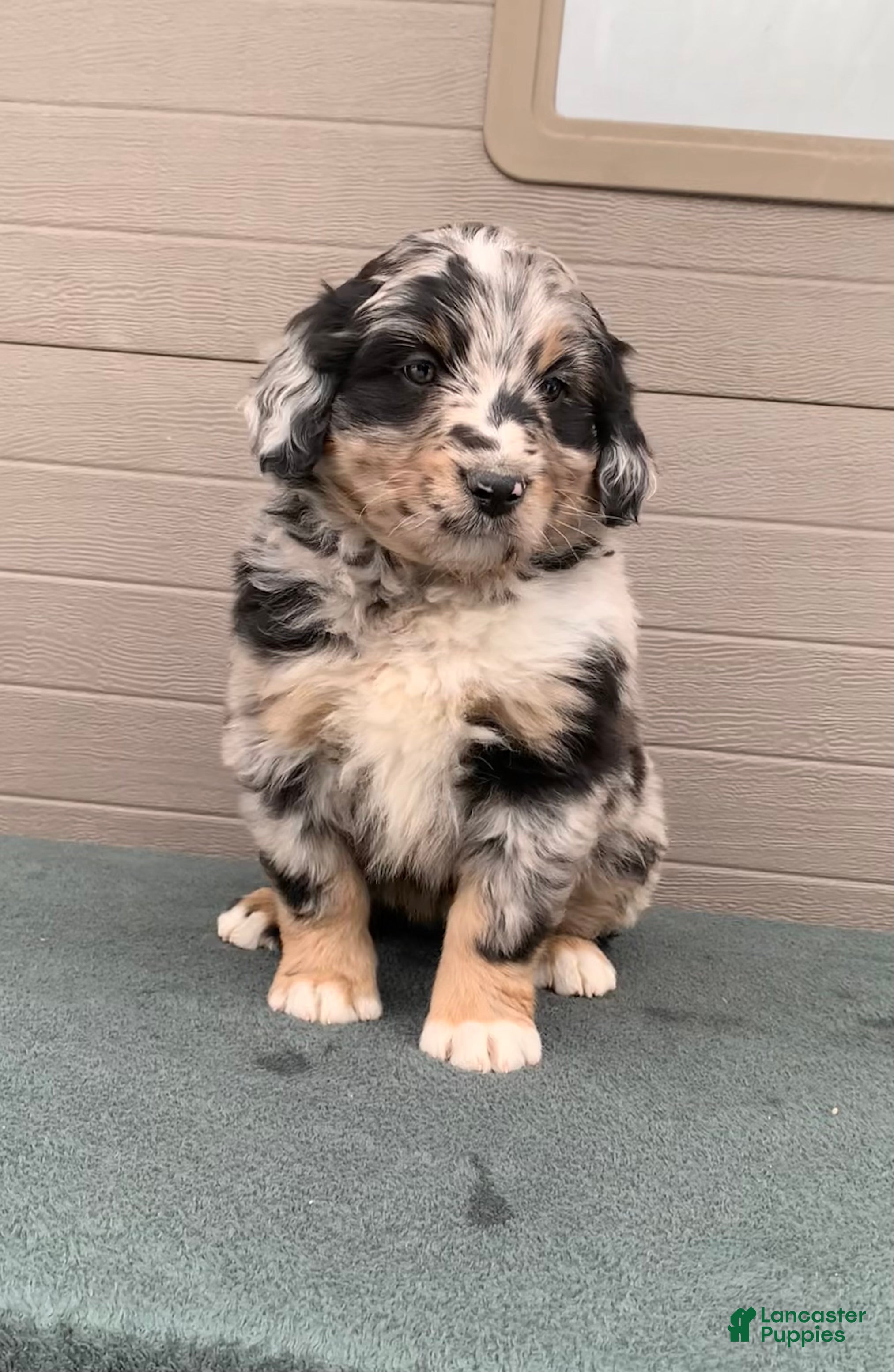 Aussiedoodle dogs Bella - Ad 10