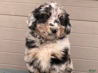Aussiedoodle dogs Bella - Ad 10