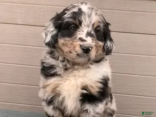 Aussiedoodle dogs Bella - Ad 14
