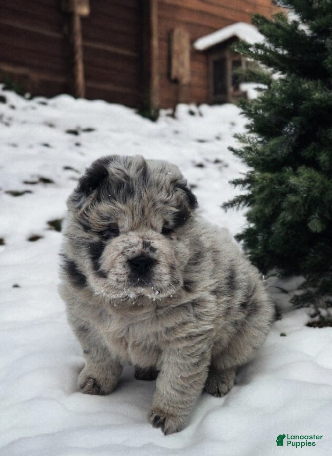 Shar Pei dogs for sale: Mabel merle mini Bear  - Ad 5