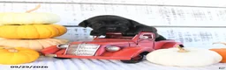 Mini Hippo dogs for sale: Chai - Ad 6