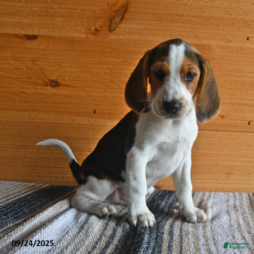 Beagle dogs for sale: Hugo - Ad 4