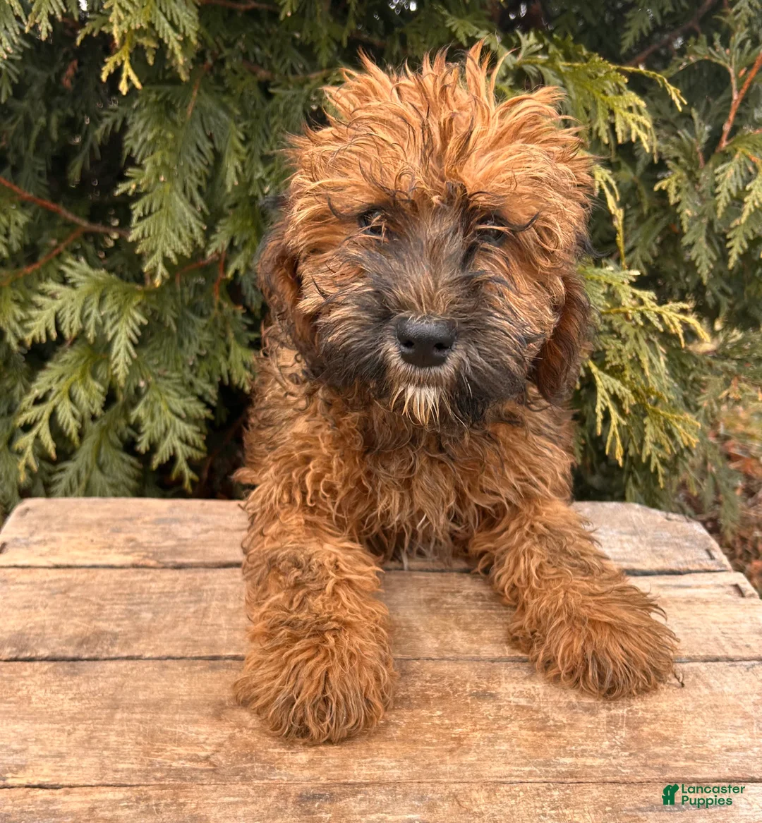 Whoodle dogs for sale: Ember - Ad 4