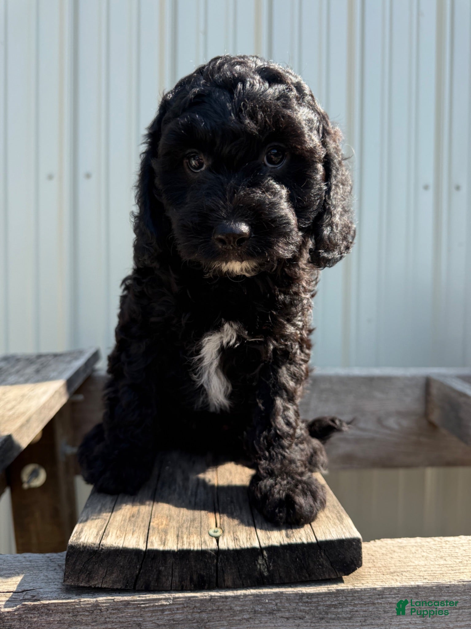 Cavapoo dogs Tommie - Ad 9