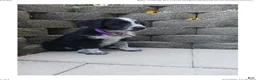 Mixed Breed dogs for sale: Millie - Ad 6