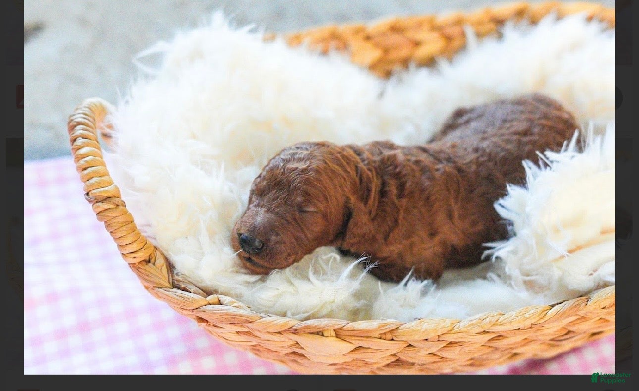 Standard Poodle dogs Standard Poodle 8 - Ad 7