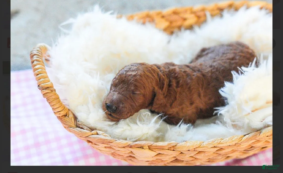 Standard Poodle dogs for sale: Standard Poodle 8 - Ad 1