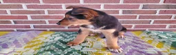 Mixed Breed dogs for sale: Molly - Ad 3