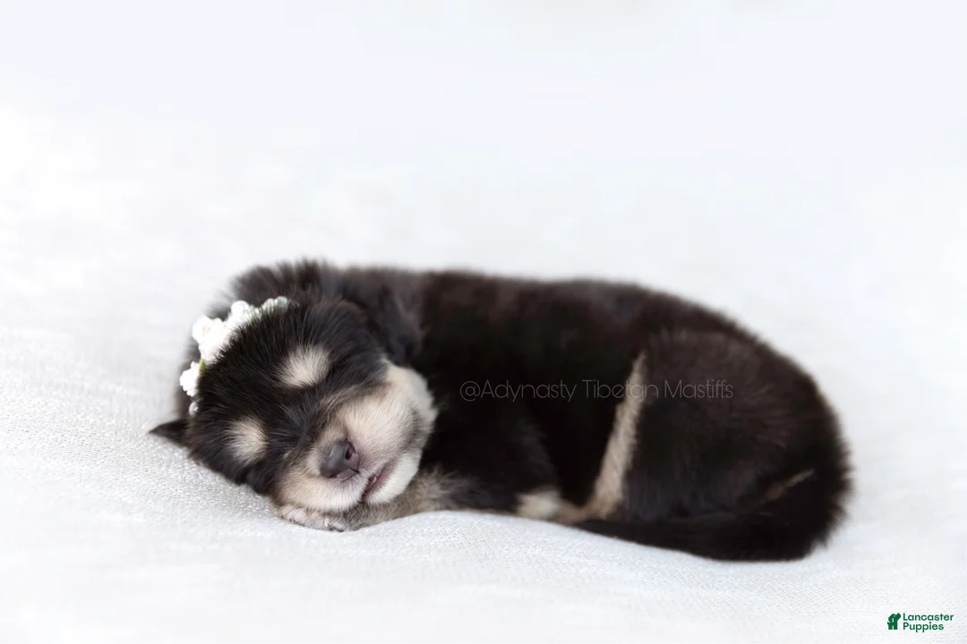 Tibetan Mastiff dogs for sale: Tibetan Mastiff Puppy | Yellow Girl - Ad 11