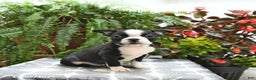 Boston Terrier dogs for sale: Porter - Ad 3