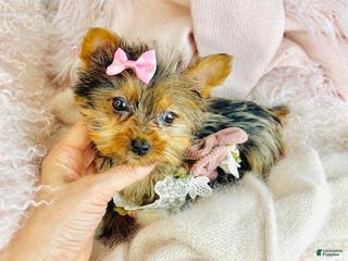 Yorkiepoo dogs Yorkiepoo Puppy 1 - Ad 12