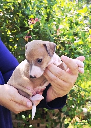 Italian Greyhound dogs Shiloh - Ad 1