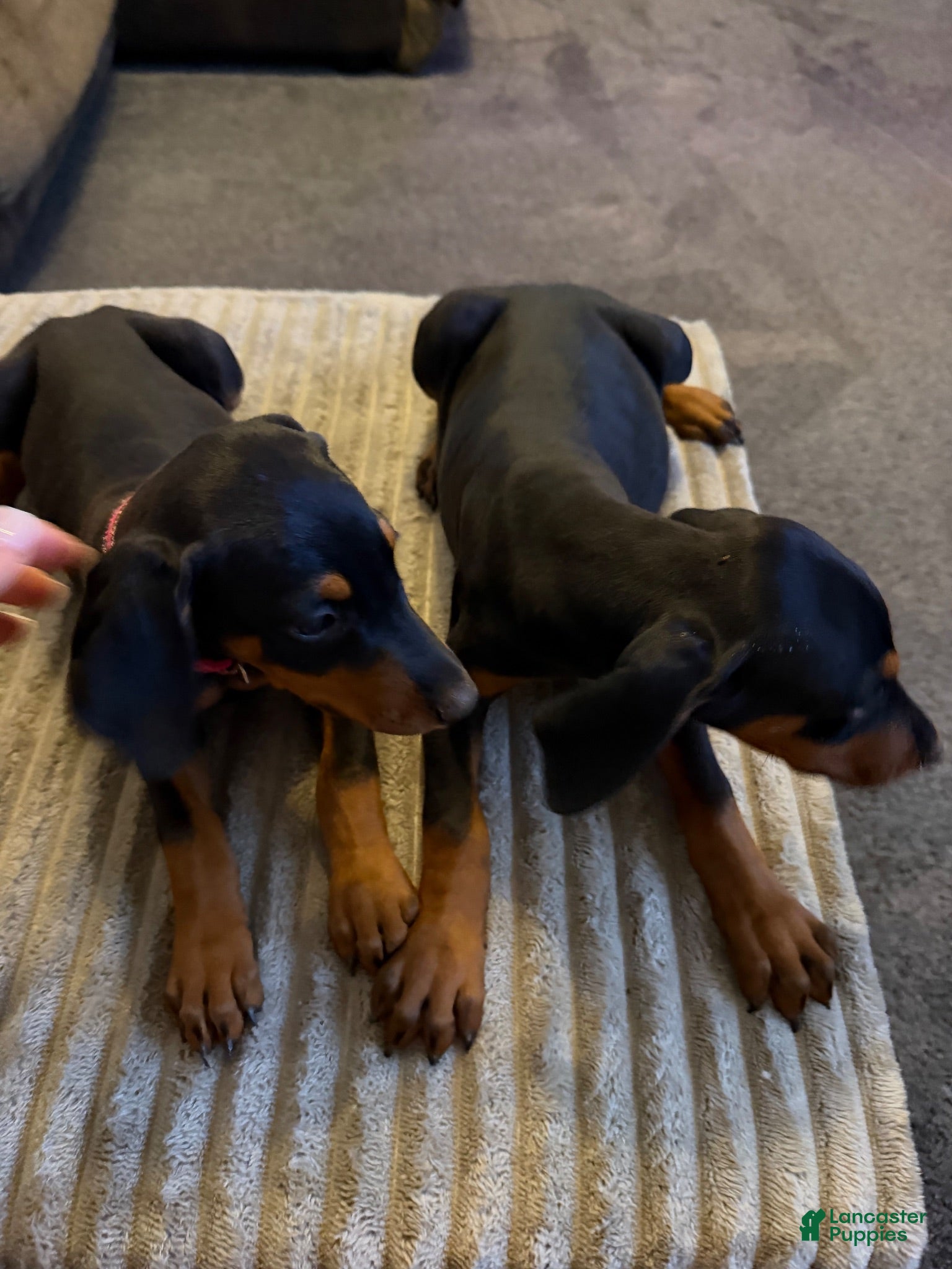 Doberman Pinscher dogs Doberman Pinscher 1 - Ad 42