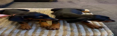 Doberman Pinscher 1