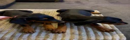 Doberman Pinscher dogs for sale: Doberman Pinscher 1 - Ad 1