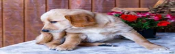Golden Retriever dogs for sale: Jasmine - Ad 4