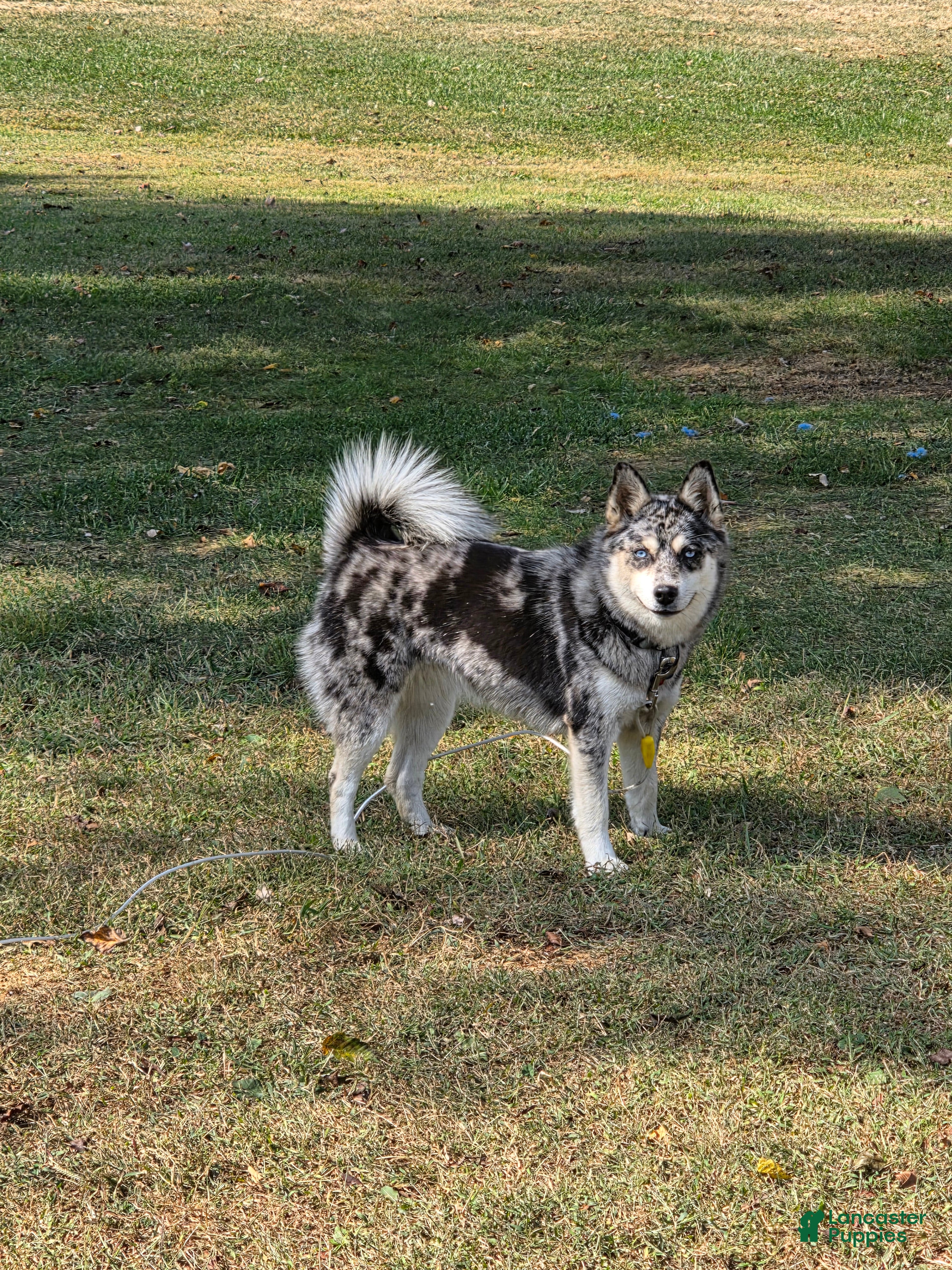 Pomsky dogs Pomsky Puppy 2 - Ad 37