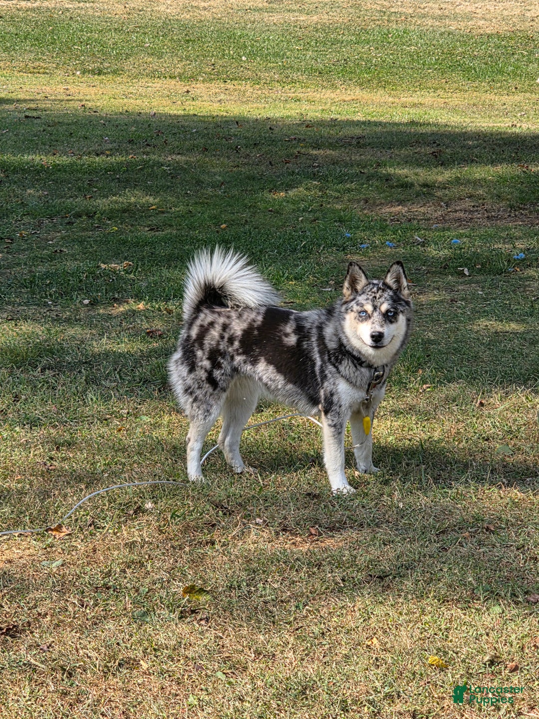 Pomsky dogs for sale: Pomsky Puppy 2 - Ad 1