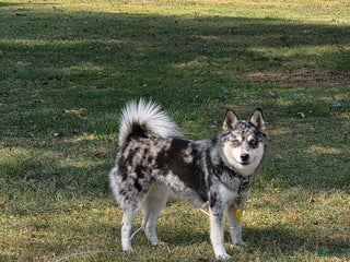 Pomsky dogs Pomsky Puppy 2 - Ad 29
