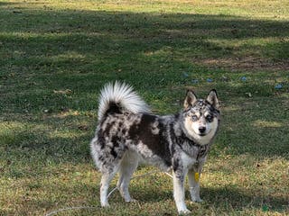 Pomsky dogs Pomsky Puppy 2 - Ad 39