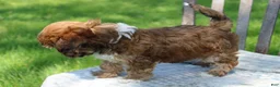Havapoo dogs for sale: Tina - Ad 5